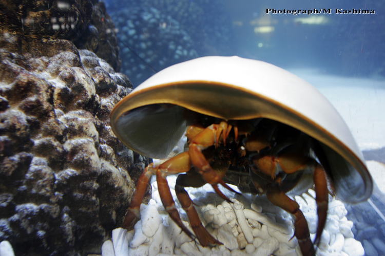 ユアエルム海の広場 アメリカカブトガニ